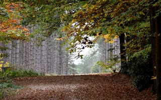 Картинка листья, дорога, деревья, лес, осень
