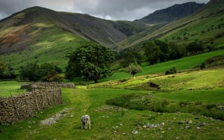 Картинка шотландия, облака, горы, небо, трава, деревья, овца, забор