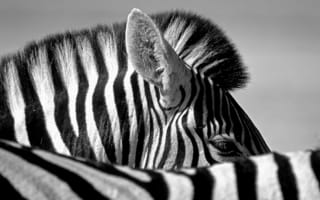 Обои зебра, зебры, чёрно - белое
