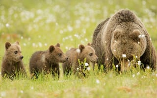 Обои медведи, семья, bears, поляна, природа, отдых, brown, медвежата, бурые, медведица