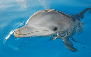 Картинка дельфин, вода, море, млекопитающее