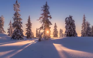 Картинка зима, дома, солнце, снег, деревья, вечер, природа