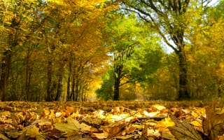 Картинка Осень, Деревья, Fall, Trees, Autumn, Листва, Leaves