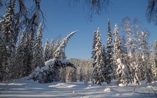 Картинка зима, Сибирь, ели, снег, Россия, деревья, лес, тайга