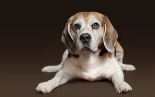 Картинка Бигль, собака, взгляд, щенок, портрет
