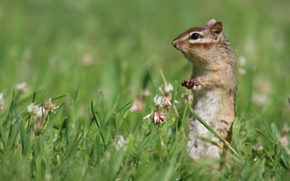 Картинка зелень, лето, клевер, трава, природа, животное, поляна