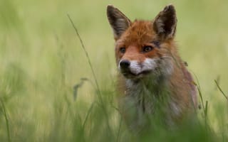 Картинка трава, морда, лиса, природа, портрет, рыжая, зеленый