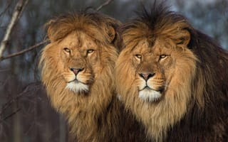 Обои животные, хищники, два, львы, лев, дикие кошки, кошки, природа, пара