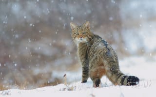 Картинка кот, лесной кот, лесной, дикий, снег, снегопад, зима, хвост, природа, европейский дикий лесной кот, кошки