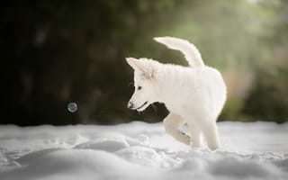 Картинка зима, снег, щенок, пёсик, Белая швейцарская овчарка, мыльный пузырь