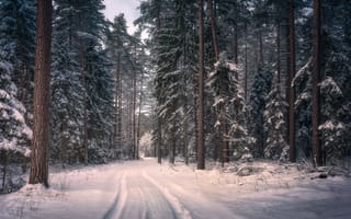 Картинка лес, Poland, Кнышин Лес, зима, деревья, Knyszyn Forest Landscape Park, Польша, снег, дорога