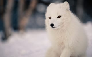 Картинка зима, лес, природа, морда, снег, животное, белый