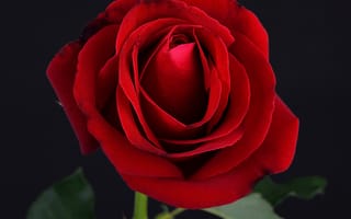 Картинка black, rose, red, роза, flower