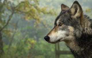 Картинка осень, морда, портрет, волк, серый, природа, профиль