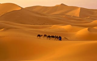 Картинка небо, пустыня, верблюд, бархан, караван, песок