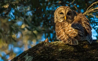 Картинка деревья, природа, листва, сова, кора, птица, голубой