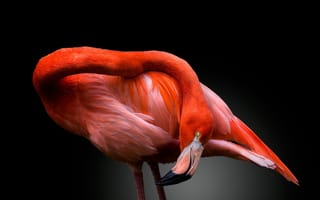 Картинка птица, темный, фламинго