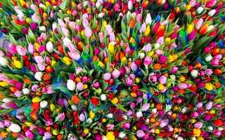 Картинка поздравление, краски, тюльпаны, цветы, для всех Татьян