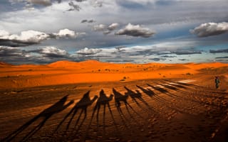 Картинка верблюды, караван, тени, пустыня