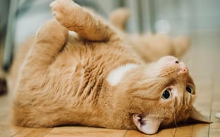 Картинка кошка, расслабон, рыжий кот