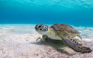 Обои море, на дне, морская черепаха, черепаха, вода, подводный мир