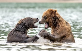 Картинка брызги, в воде, медведи