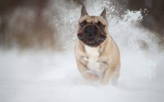 Картинка снег, Французский бульдог, собака, зверь