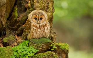 Обои birds, лес, природа, Tawny Owl, nature, owl, сова, птинец, forest