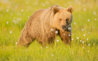 Картинка медведь, трава, бурый, природа