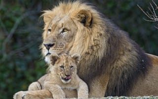 Картинка лев, кошки, львёнок, пара ©Tambako The Jaguar