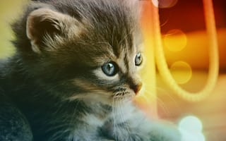 Картинка Cat, котёнок, голубые, глаза