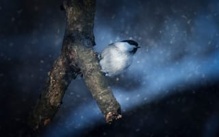 Картинка снег, птица, ветка