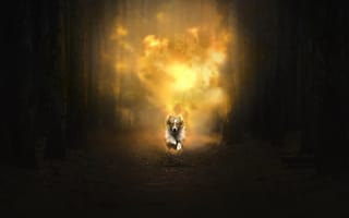Картинка огонь, собака, лес