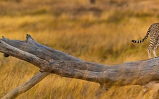 Картинка гепард, трава, саванна, дерево, африка