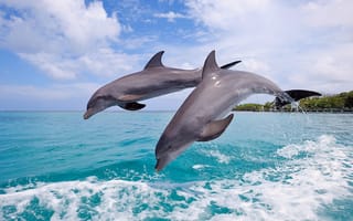 Картинка дельфины, прыжок, небо, пара, море, брызги