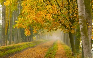 Картинка осень, дорога, туман, парк