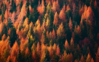 Картинка природа, осень, лес, краски, деревья