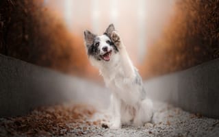Картинка лапа, Аусси, Австралийская овчарка, настроение, собака