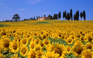 Картинка цветы, поле, дом, холмы, деревья, небо, Italia, подсолнух, Toscana, Италия