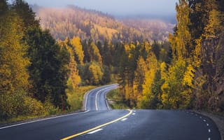 Картинка дорога, осень, лес