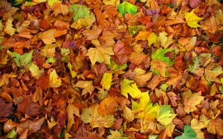 Картинка листья, клен, ковер, осень, цвет