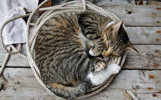 Картинка кот, верёрки, сон