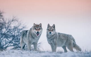 Картинка зима, волки, боке