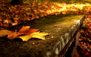 Картинка природа, макро, листья, осень, деревья