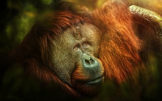 Картинка jungle, orangutan, Melancholia, monkey