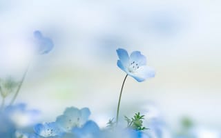 Картинка Nemophila, цветок, лето, цветочек, лепестки