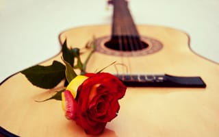 Обои гитара, музыка, роза