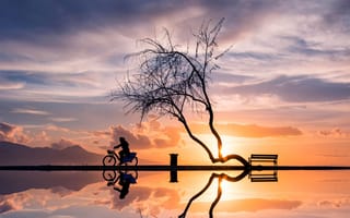 Картинка закат, женщина, велосипед, дерево, силуэты, отражение