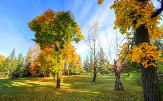 Картинка небо, деревья, парк, осень, трава