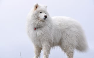 Картинка White on white, пёс, пушистый, самоед